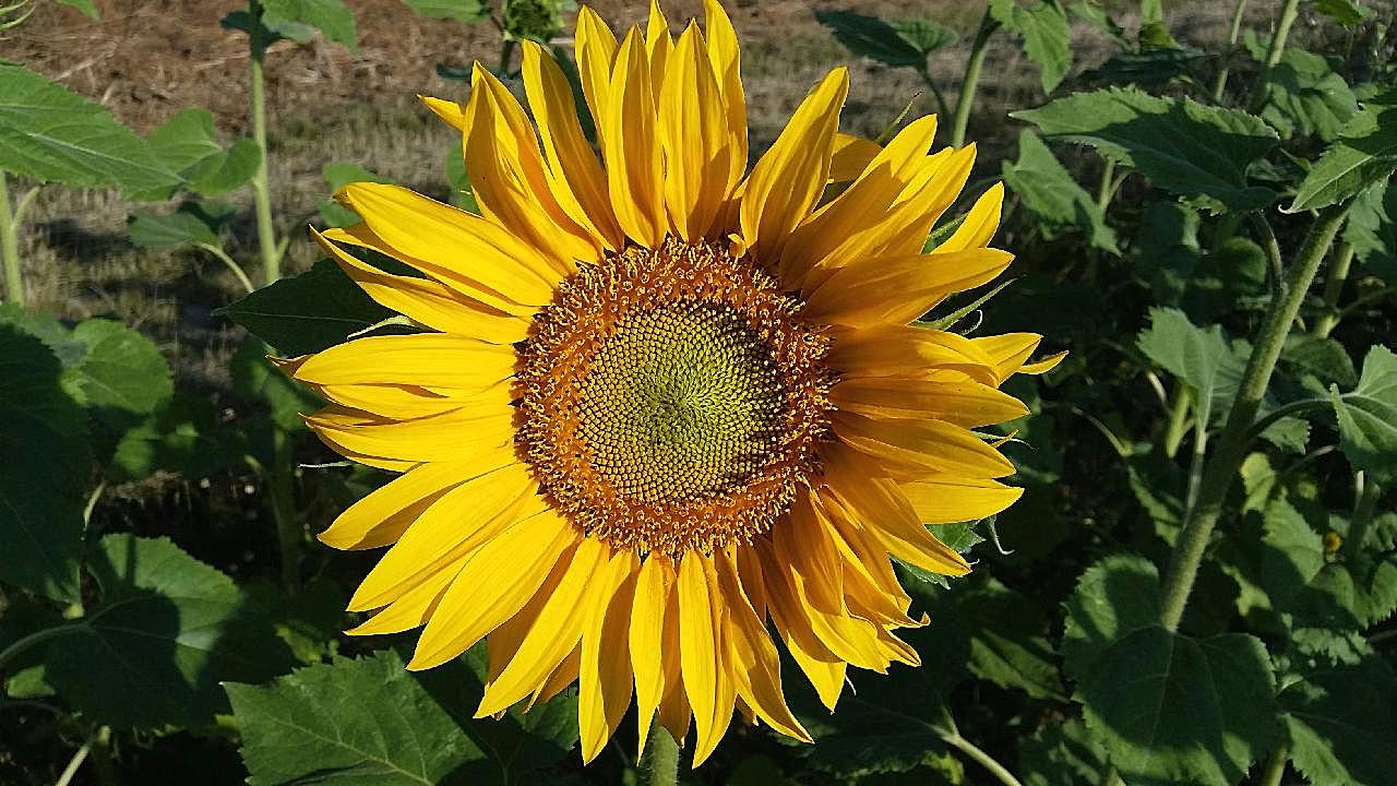 花朵欣赏图片向日葵