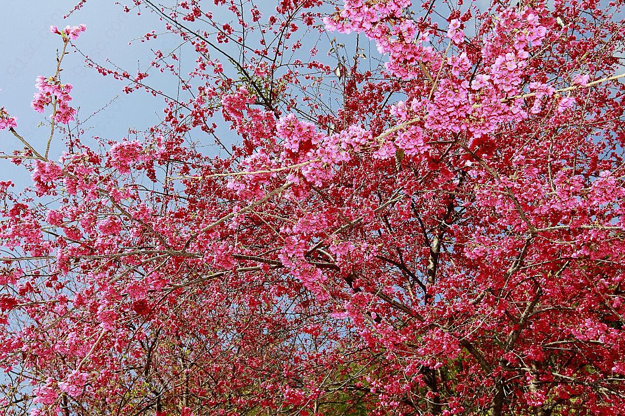 山櫻花盛開高清图片摄影