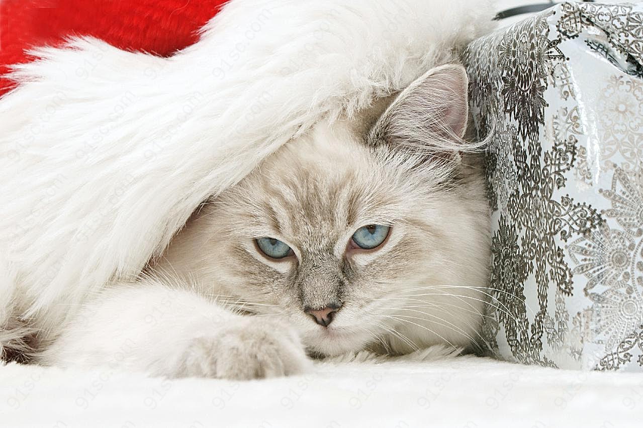 高清圣诞小图片下载猫
