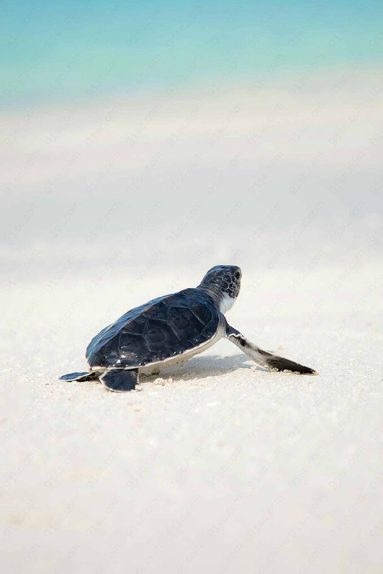 沙滩上的小海龟图片高清