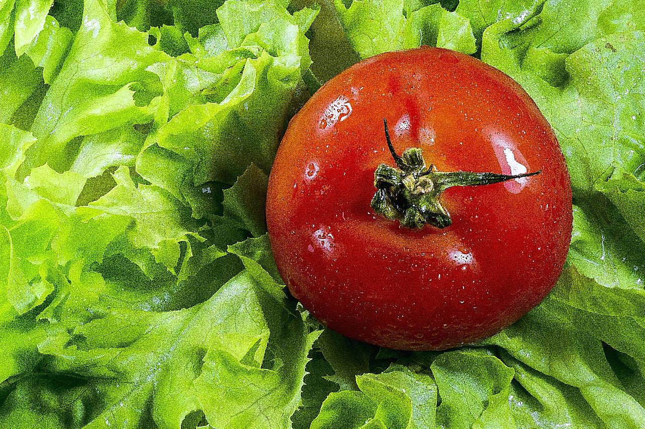 番茄生菜沙拉素材图片生物