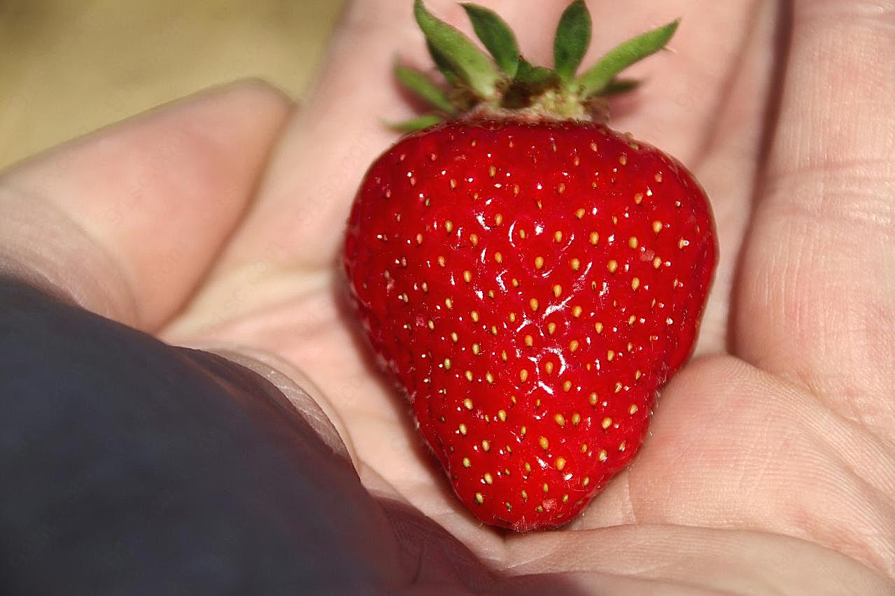 一个大红草莓图片高清