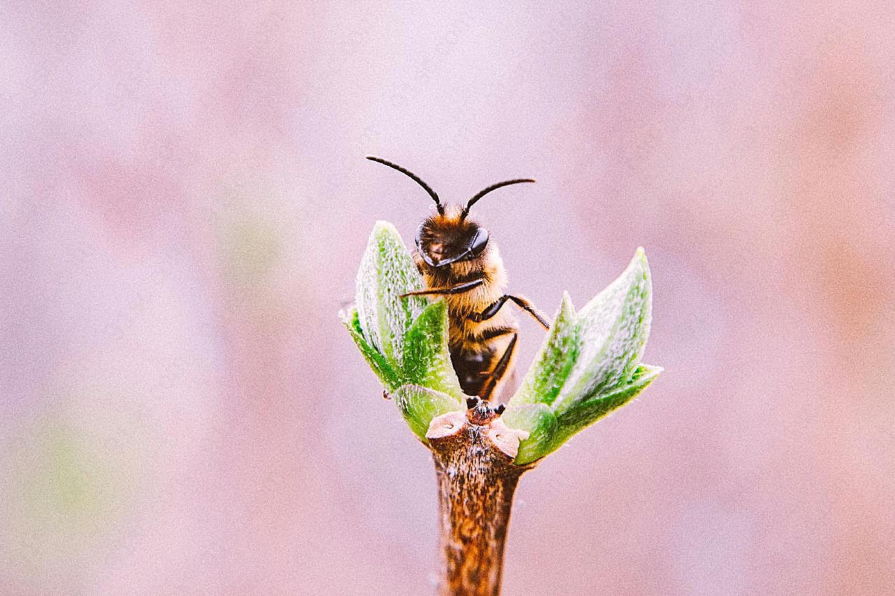 嫩芽上的蜜蜂图片生物高清