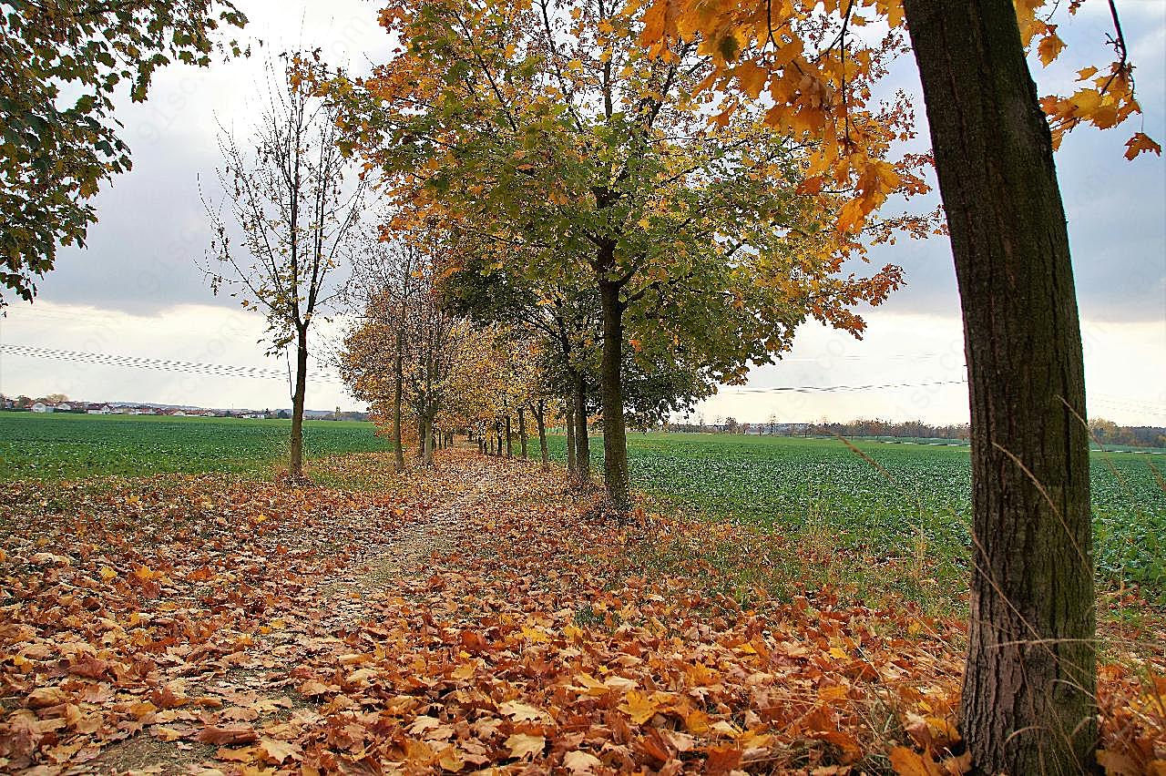 秋天树木落叶景观图树林