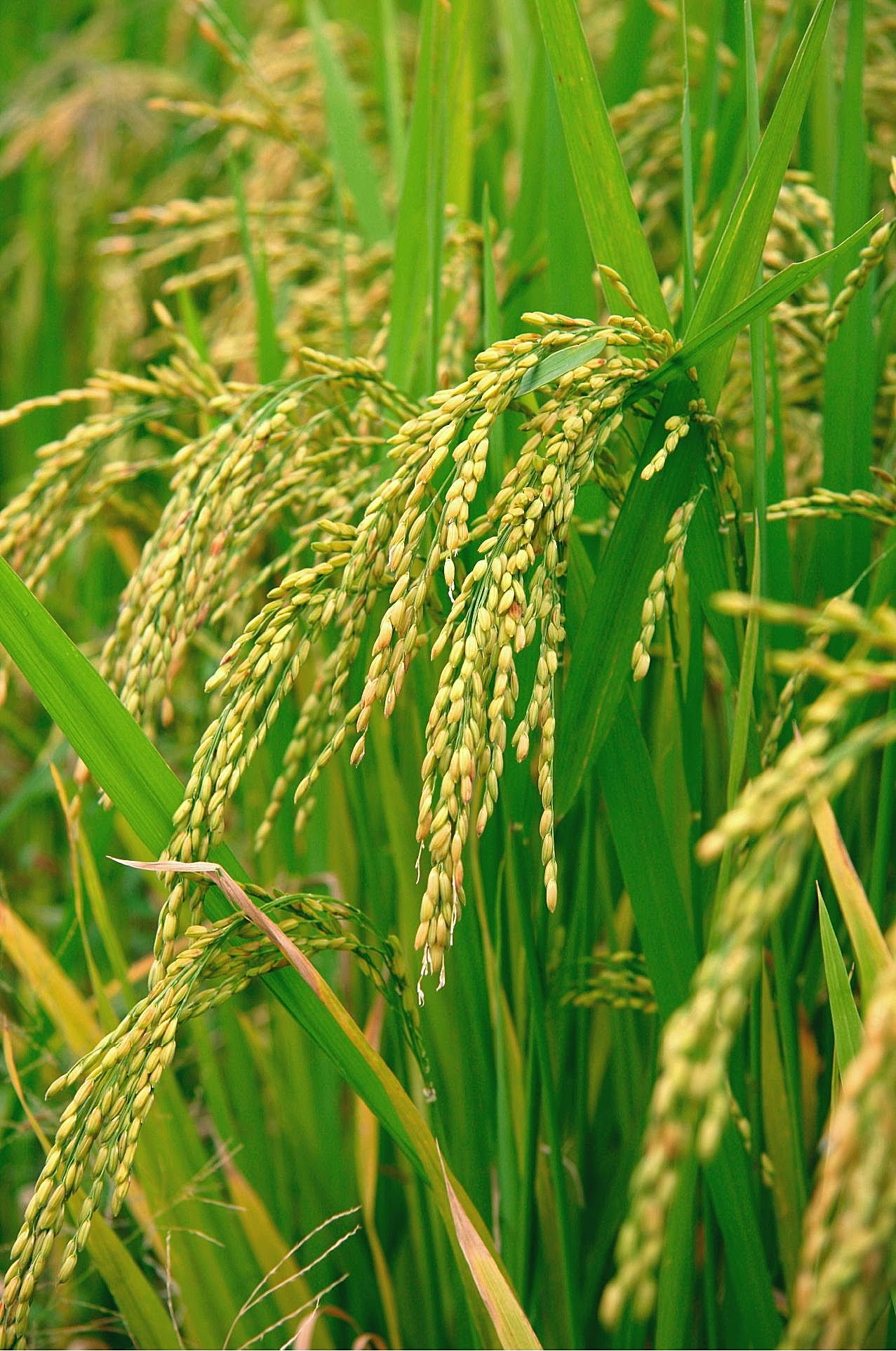 水稻自然