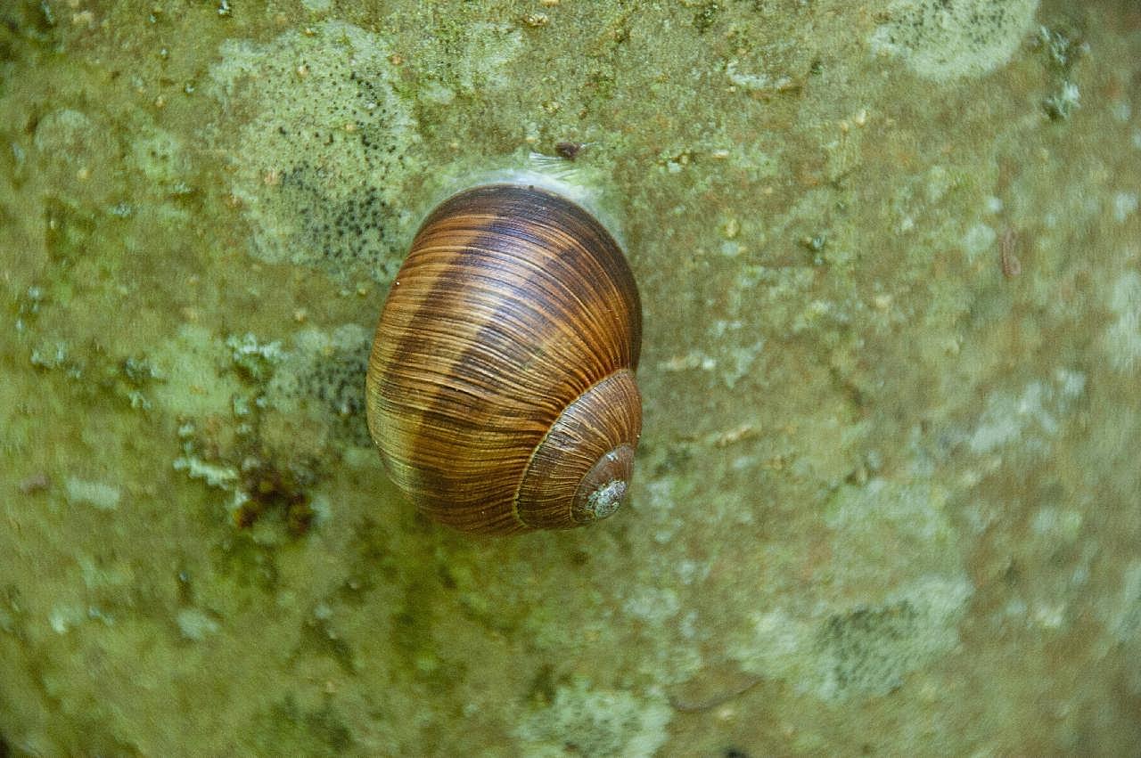 蜗牛爬行摄影图片爬行动物