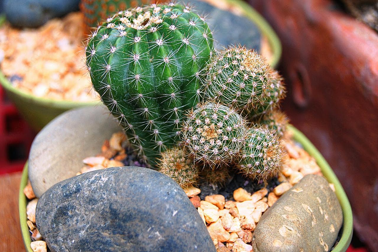 仙人球盆栽植物图片高清