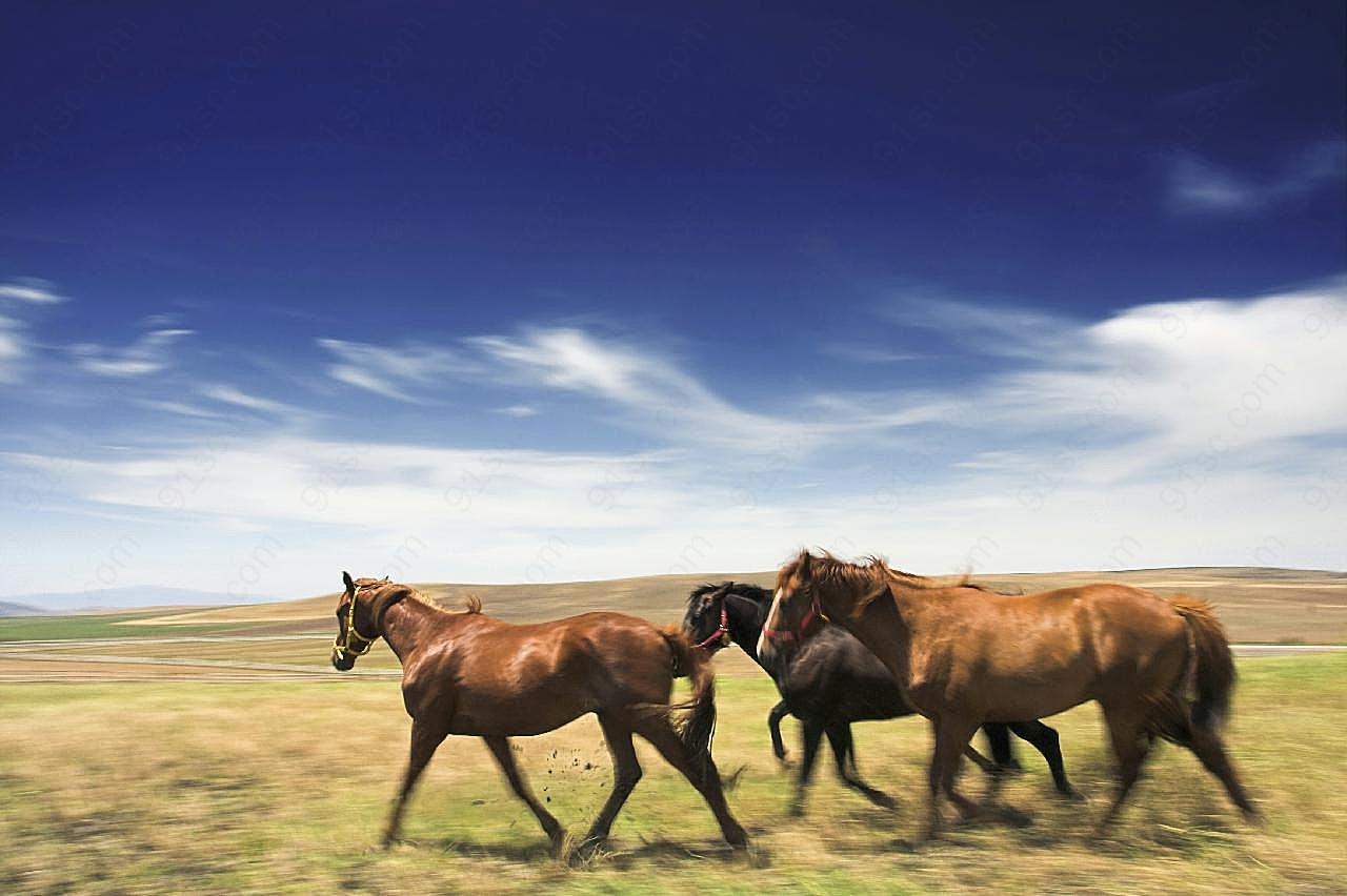 草原上的马匹摄影高清