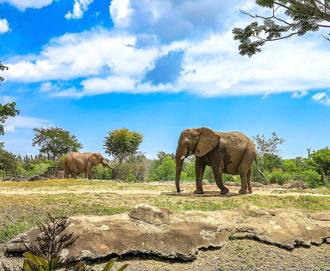 非洲野生大象摄影素材高清