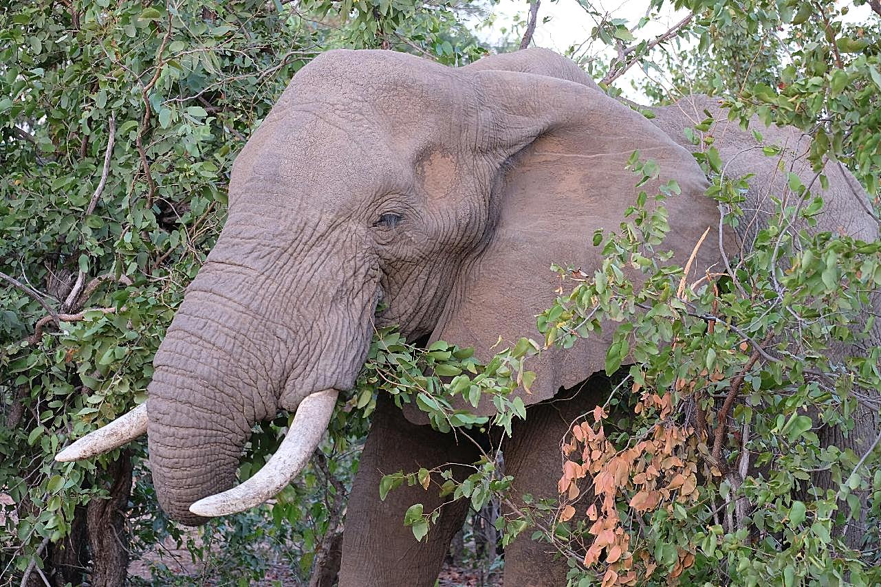 南非丛林野生大象图片高清