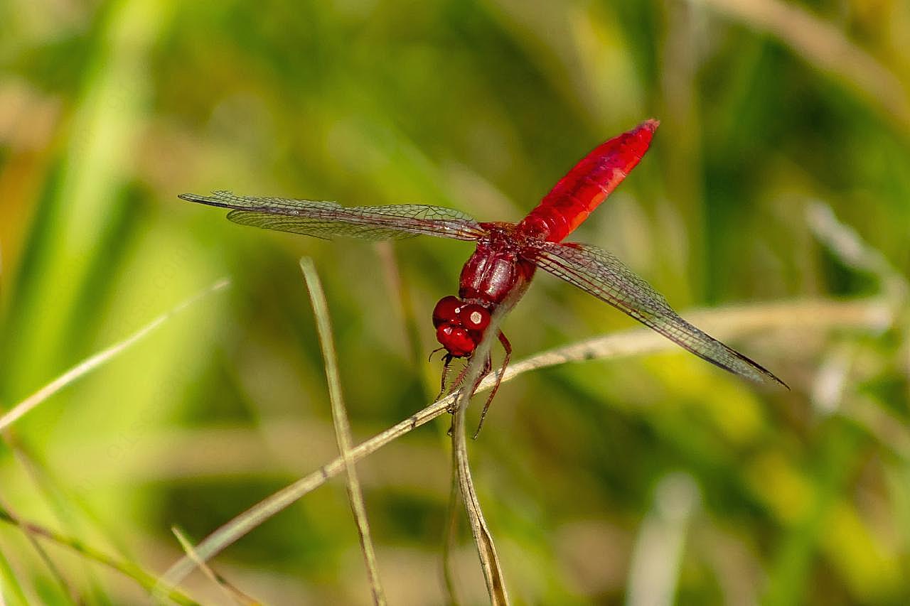 一只漂亮红蜻蜓图片生物