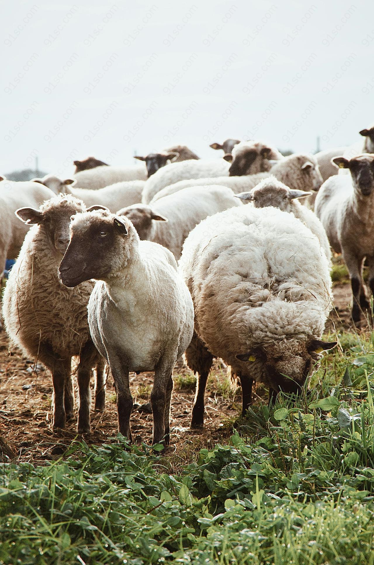 牧场上的羊群图片摄影高清
