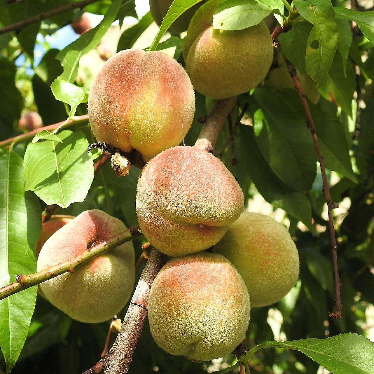 树上的桃子图片高清生物