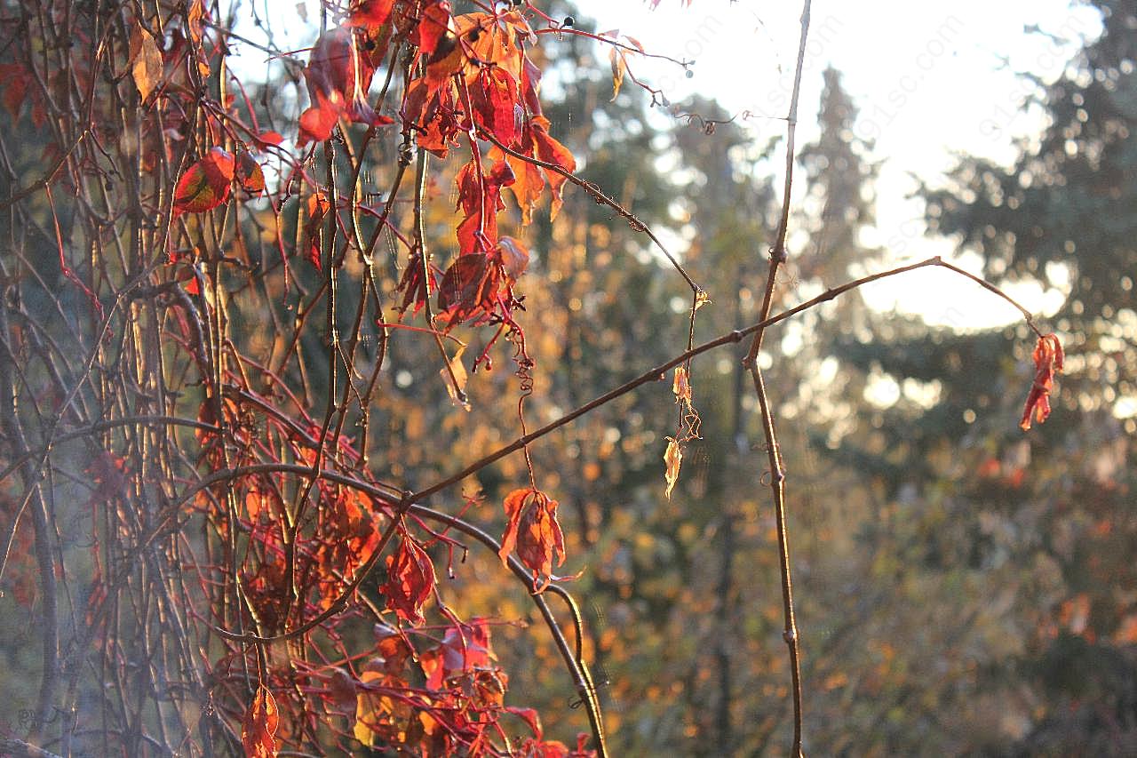 秋日红叶图片摄影