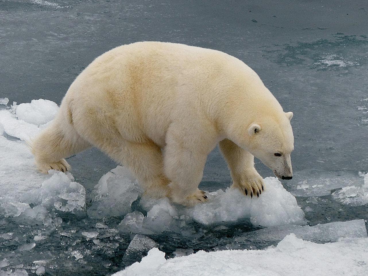 北极白熊图片动物图片