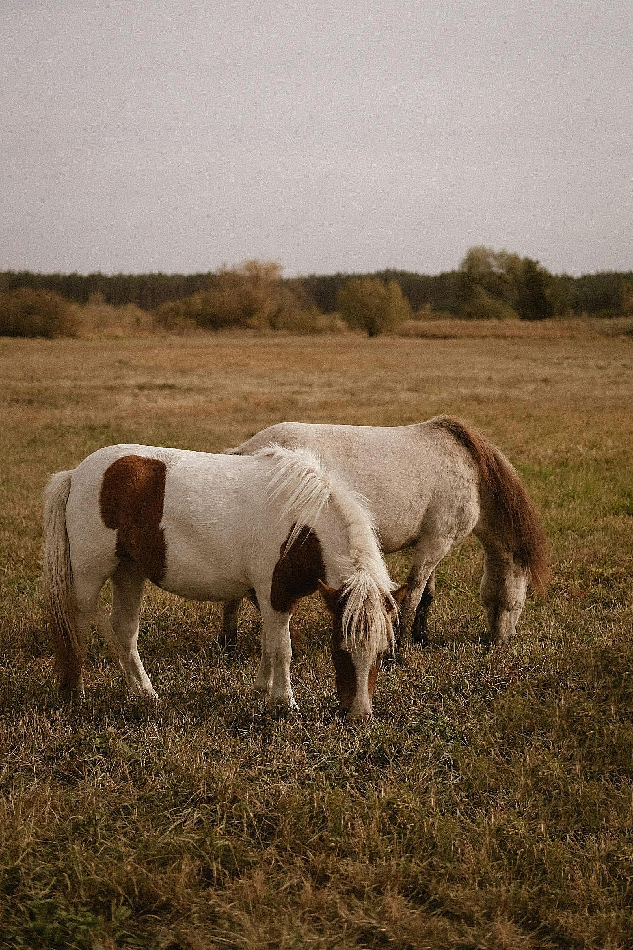 两只白马图片动物图片