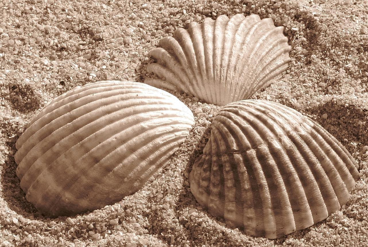 海滩海贝壳图片摄影