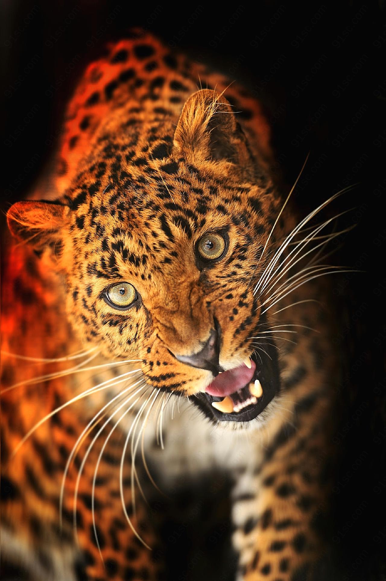 猎豹高清图片下载动物图片