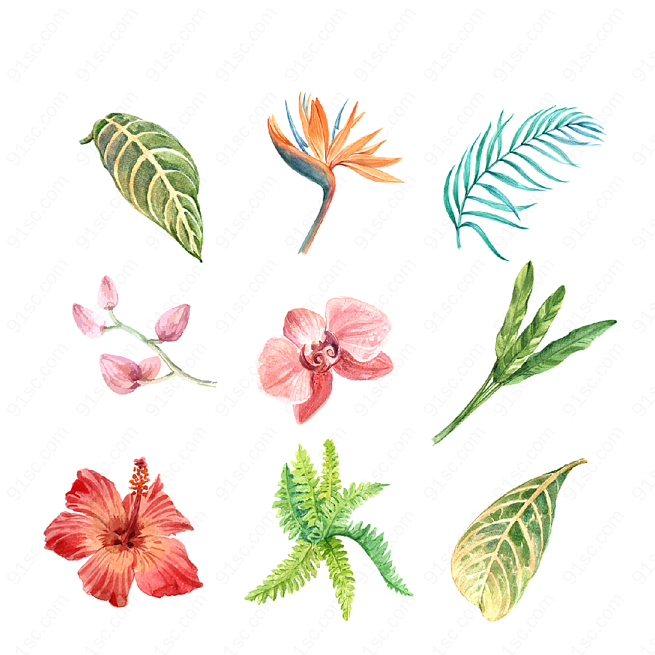 水彩热带植物矢量素材矢量概念