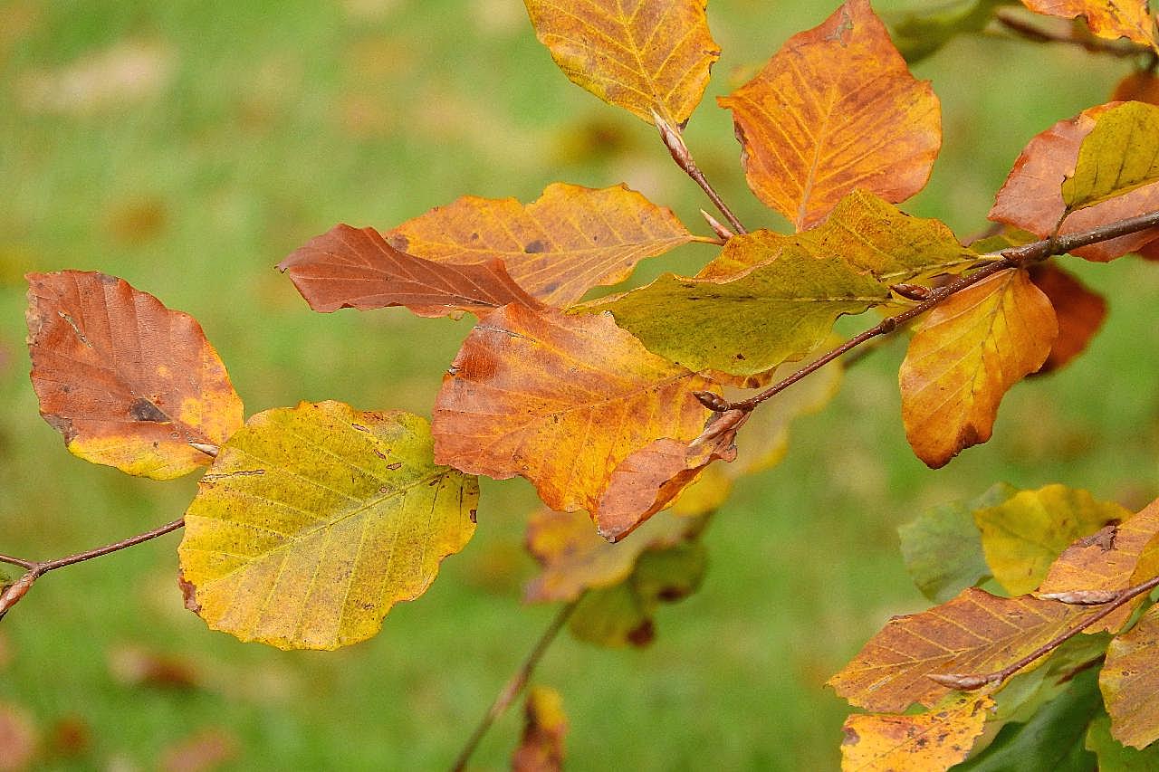 秋天枯黄图片树叶