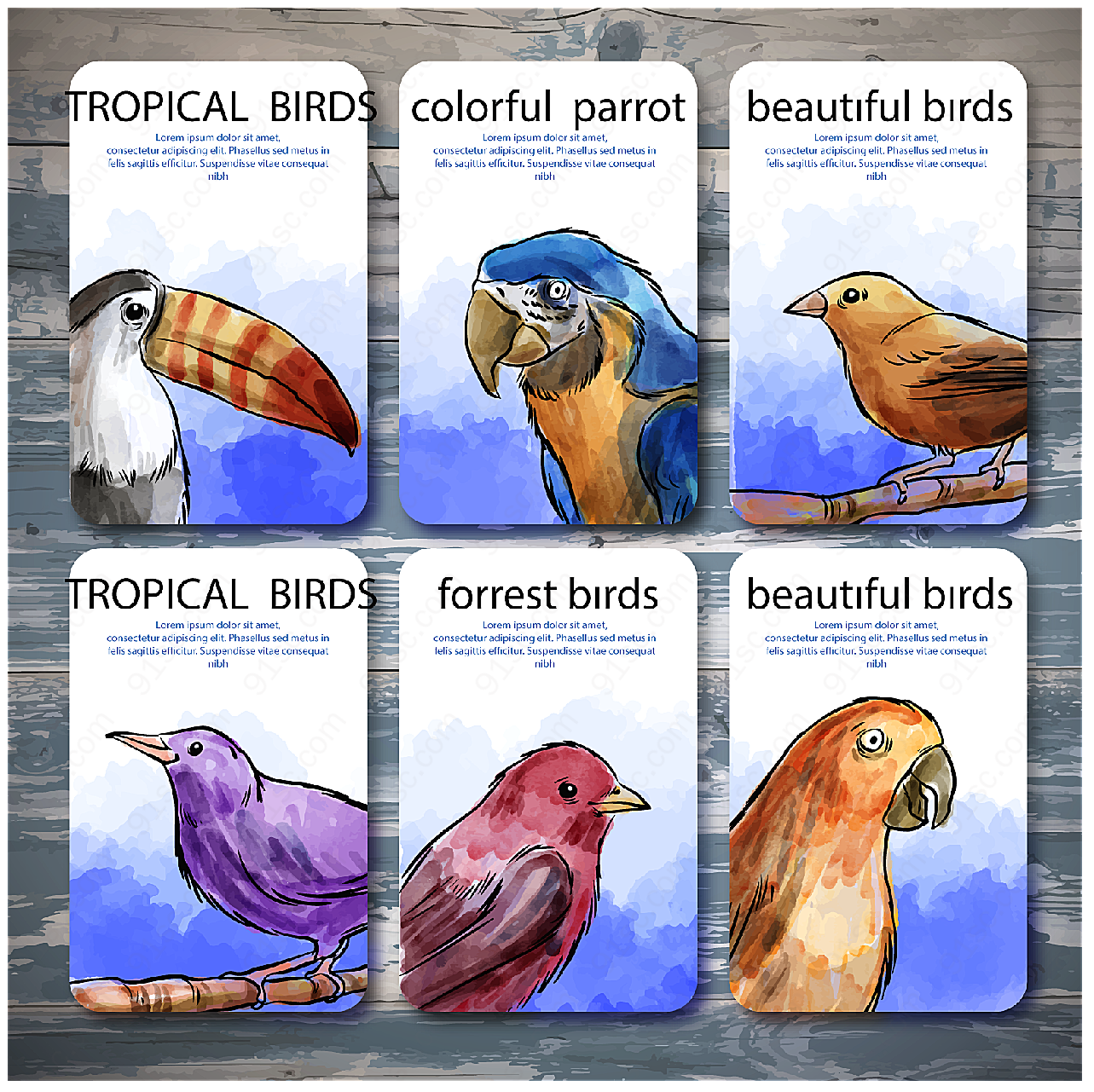 热带鸟类卡片矢量名片卡片