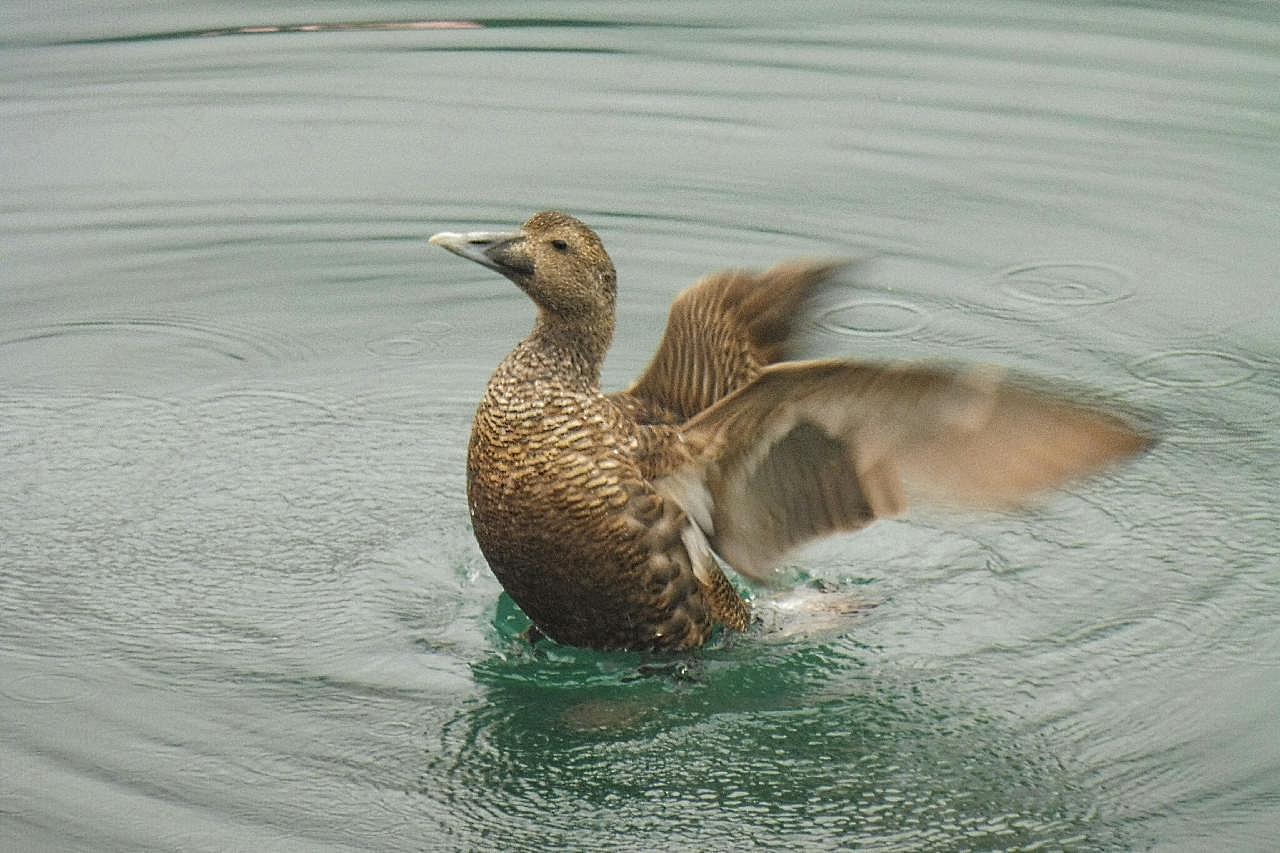 水中麻鸭展翅图片家禽