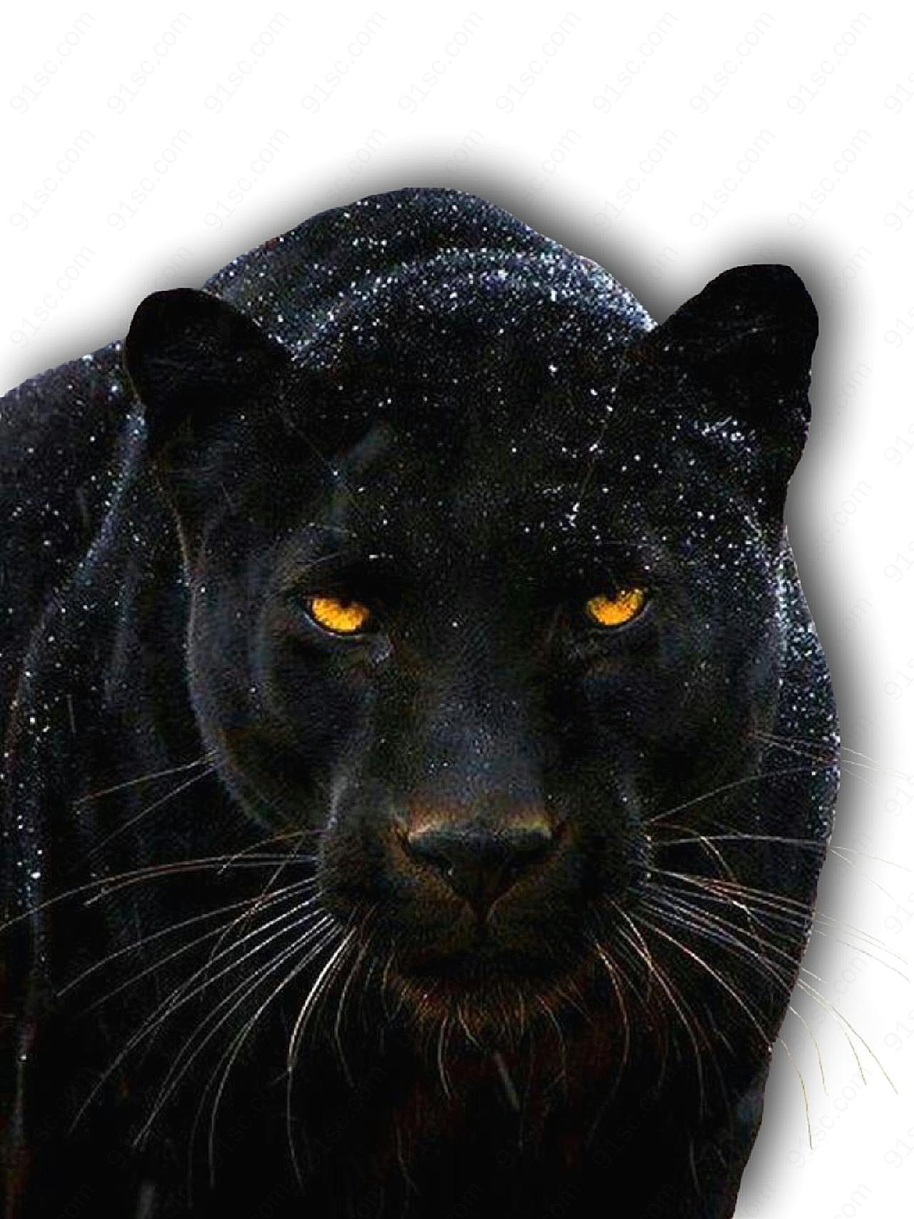 奇幻森林黑豹图片动物图片