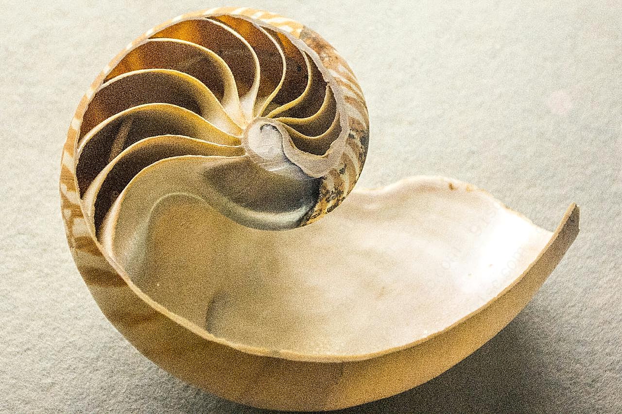 贝壳海螺外壳图片高清摄影