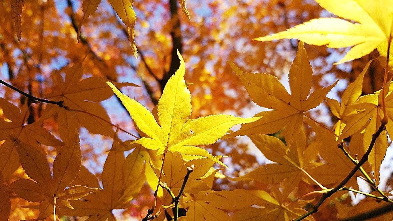 秋季摄影图片自然