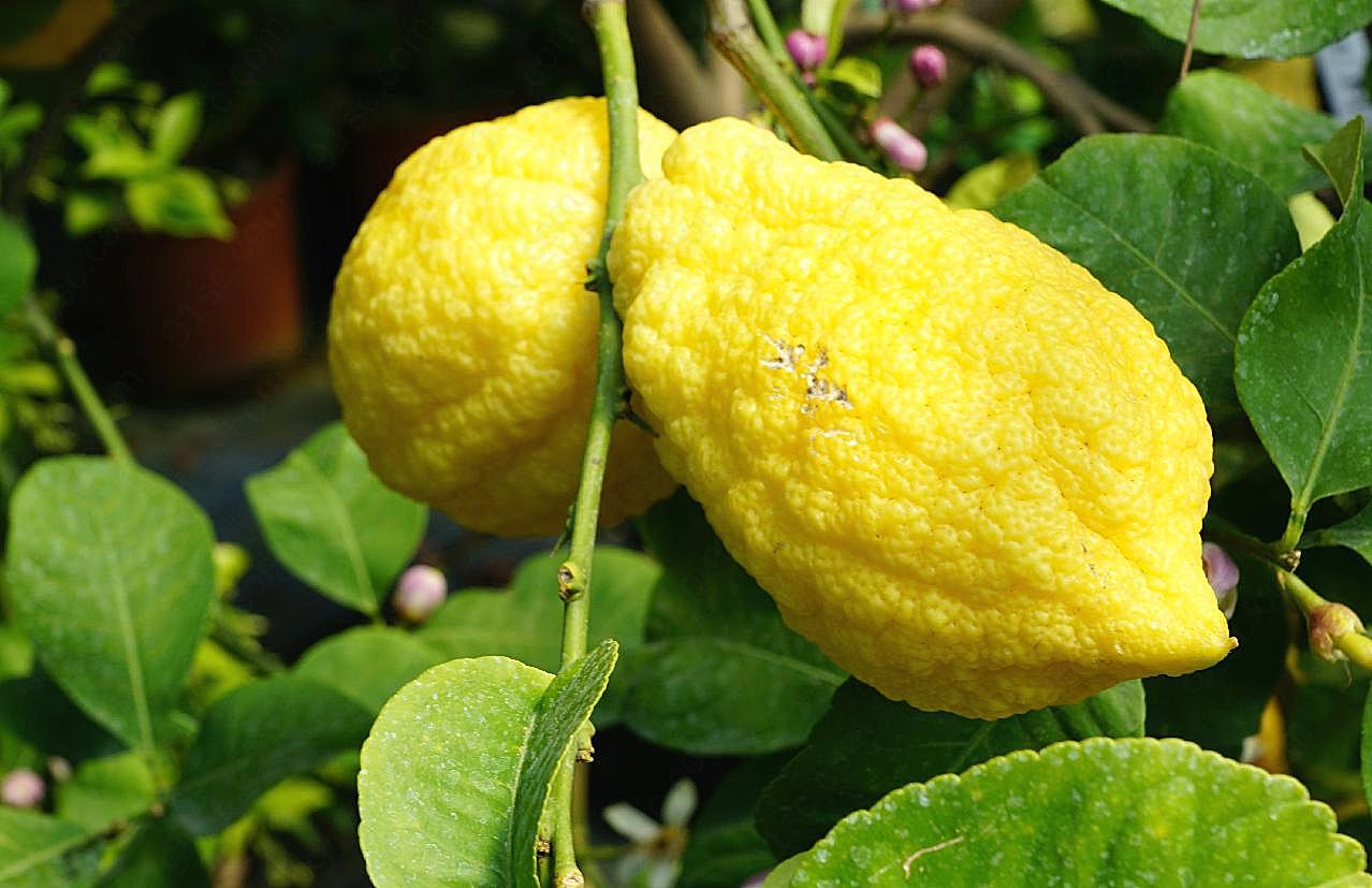 柠檬高清图片水果