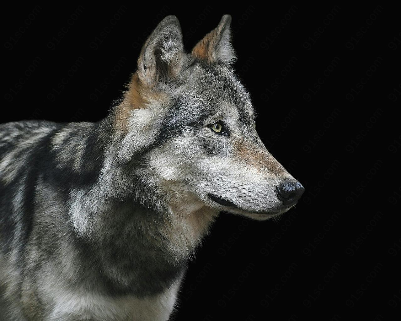 灰狼肖像图片动物图片