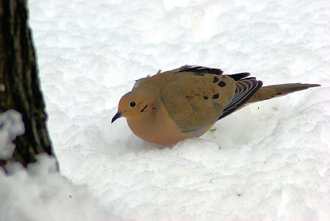 雪地上的小鸟图片高清摄影