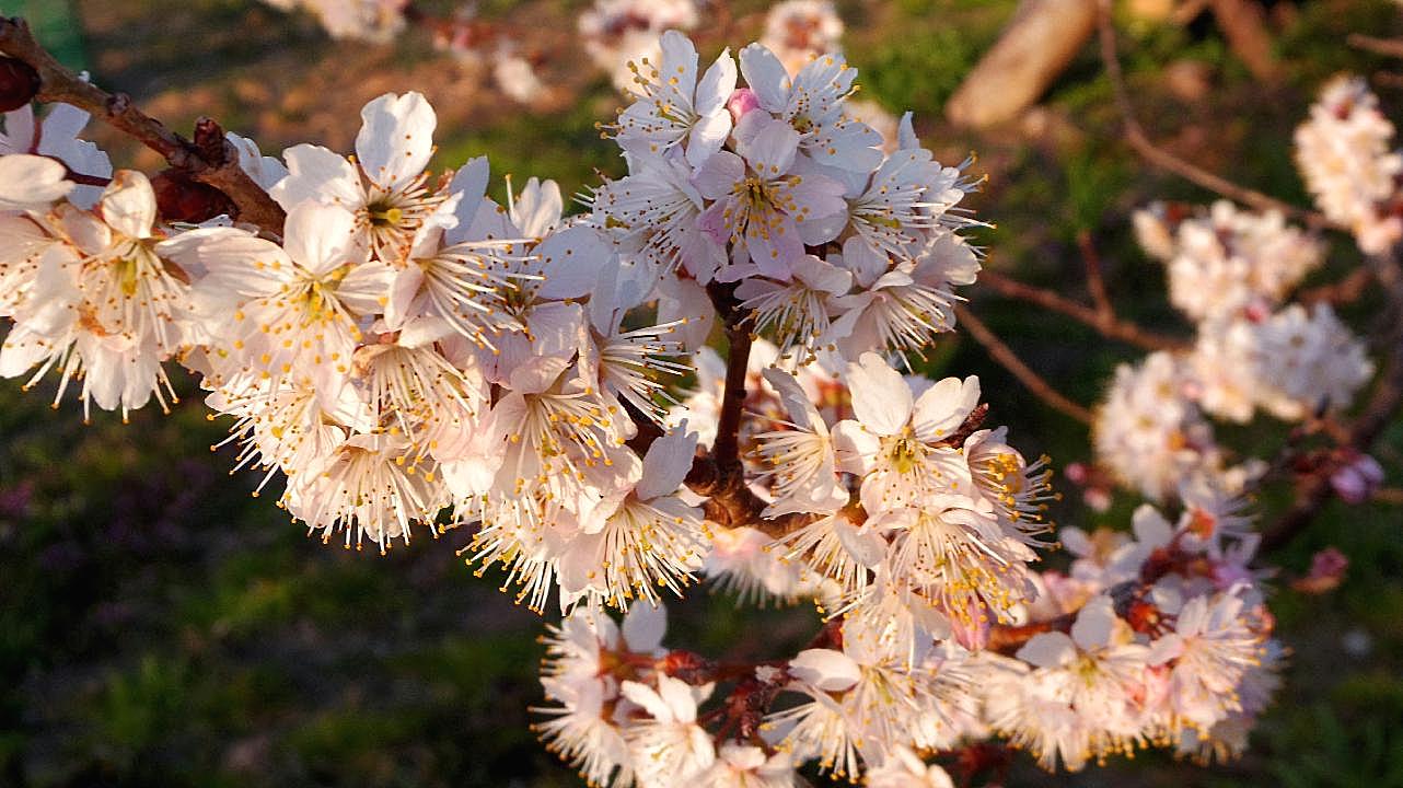 春天桃花盛开的图片摄影高清