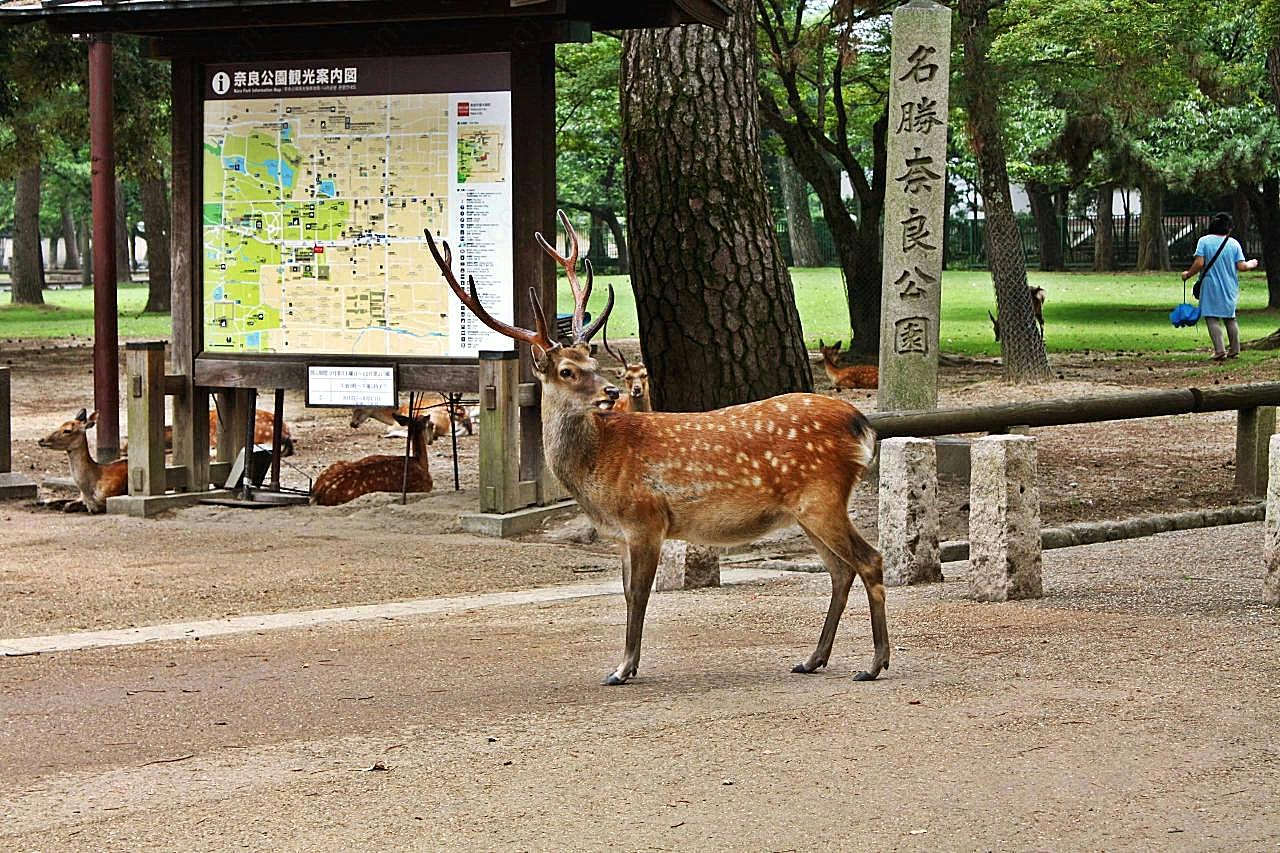 日本奈良小鹿图片动物图片