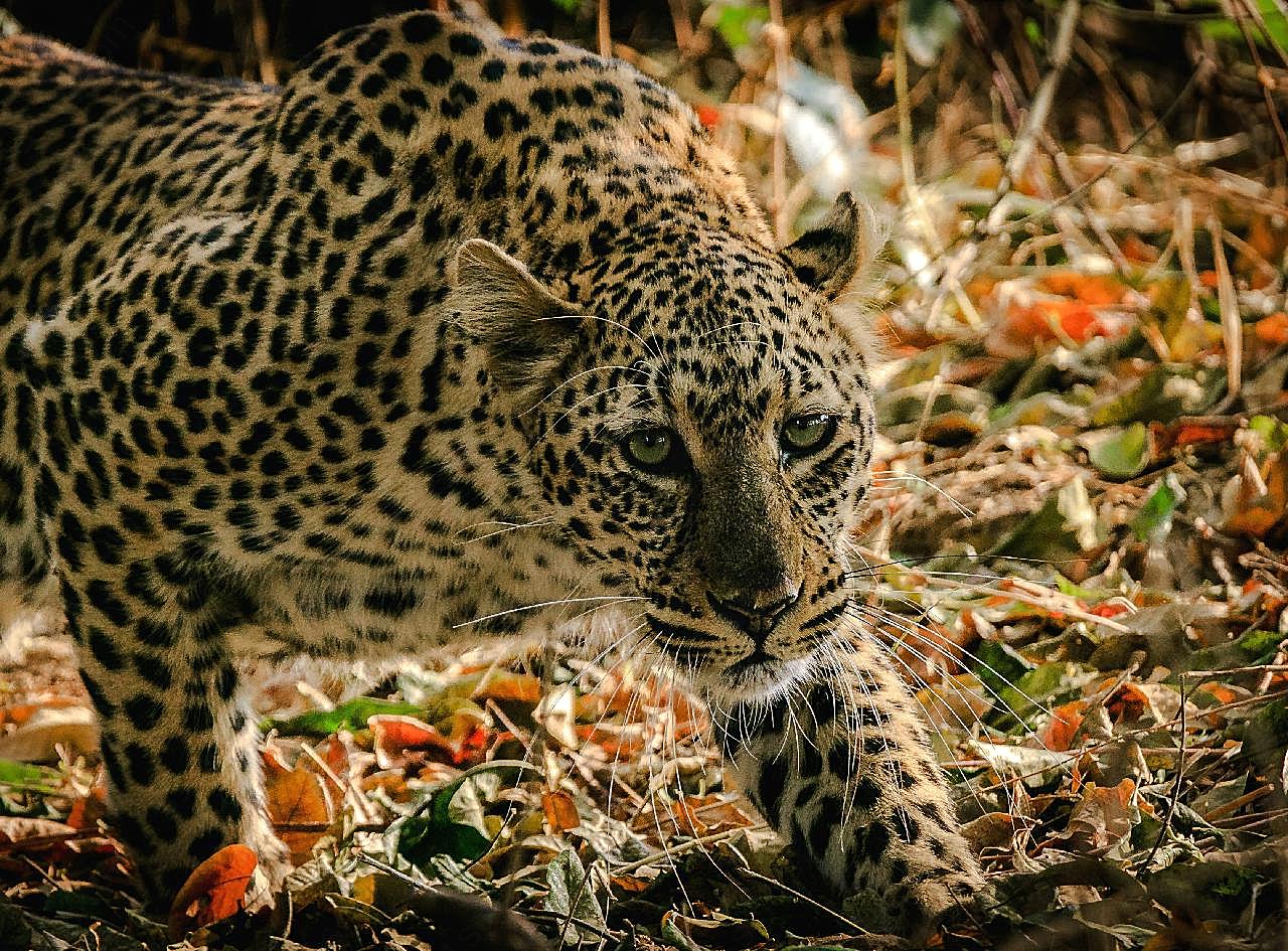 非洲花豹摄影图动物图片