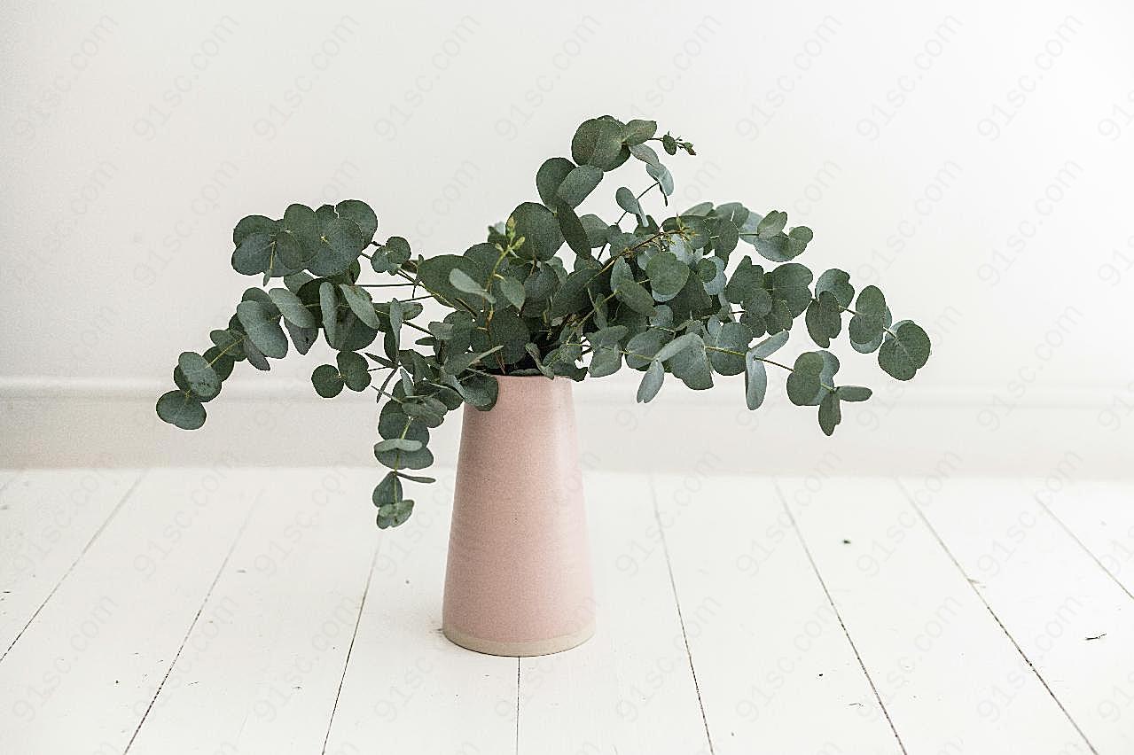 室内植物盆栽装饰图片高清摄影