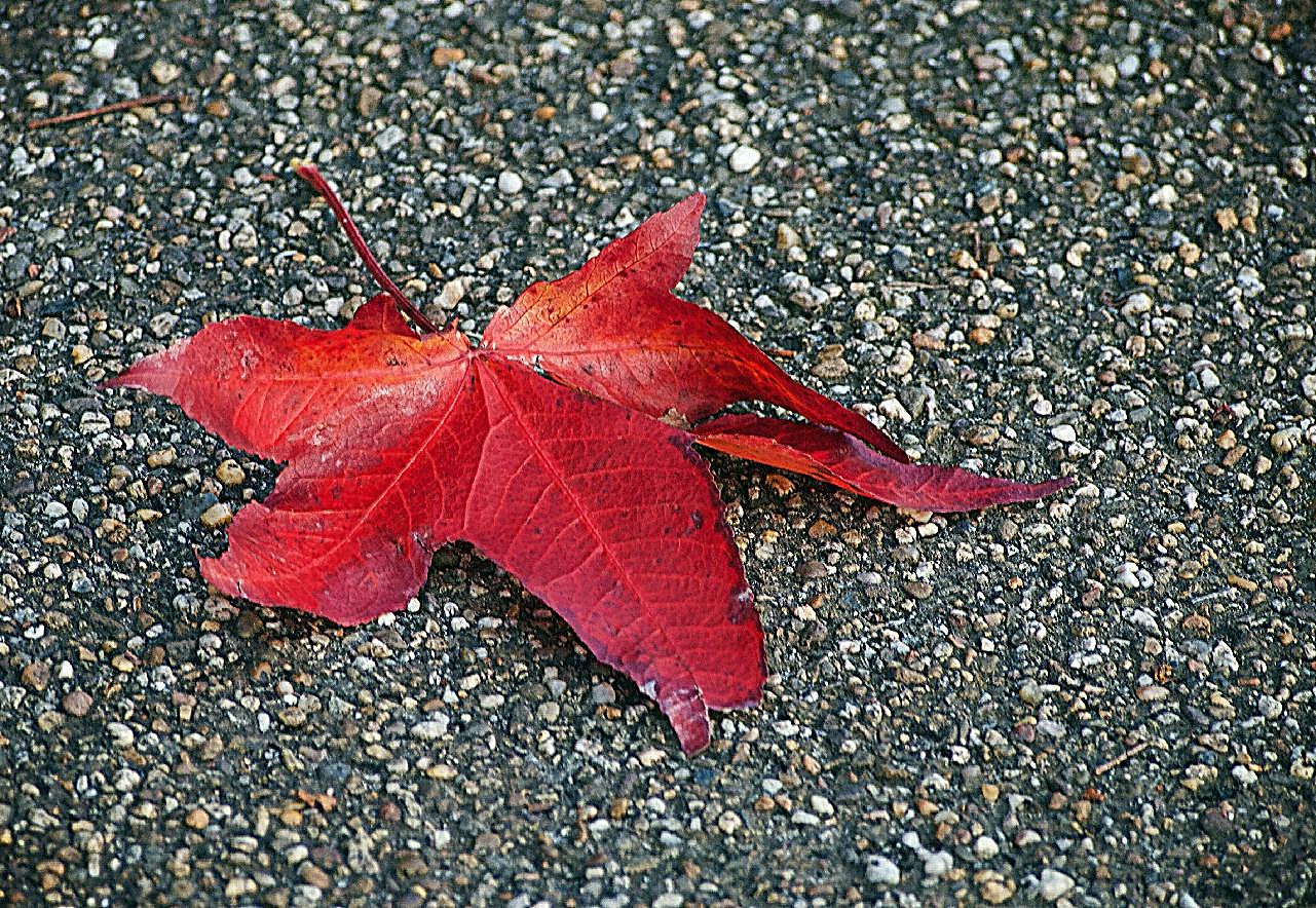 秋季落叶图片高清摄影