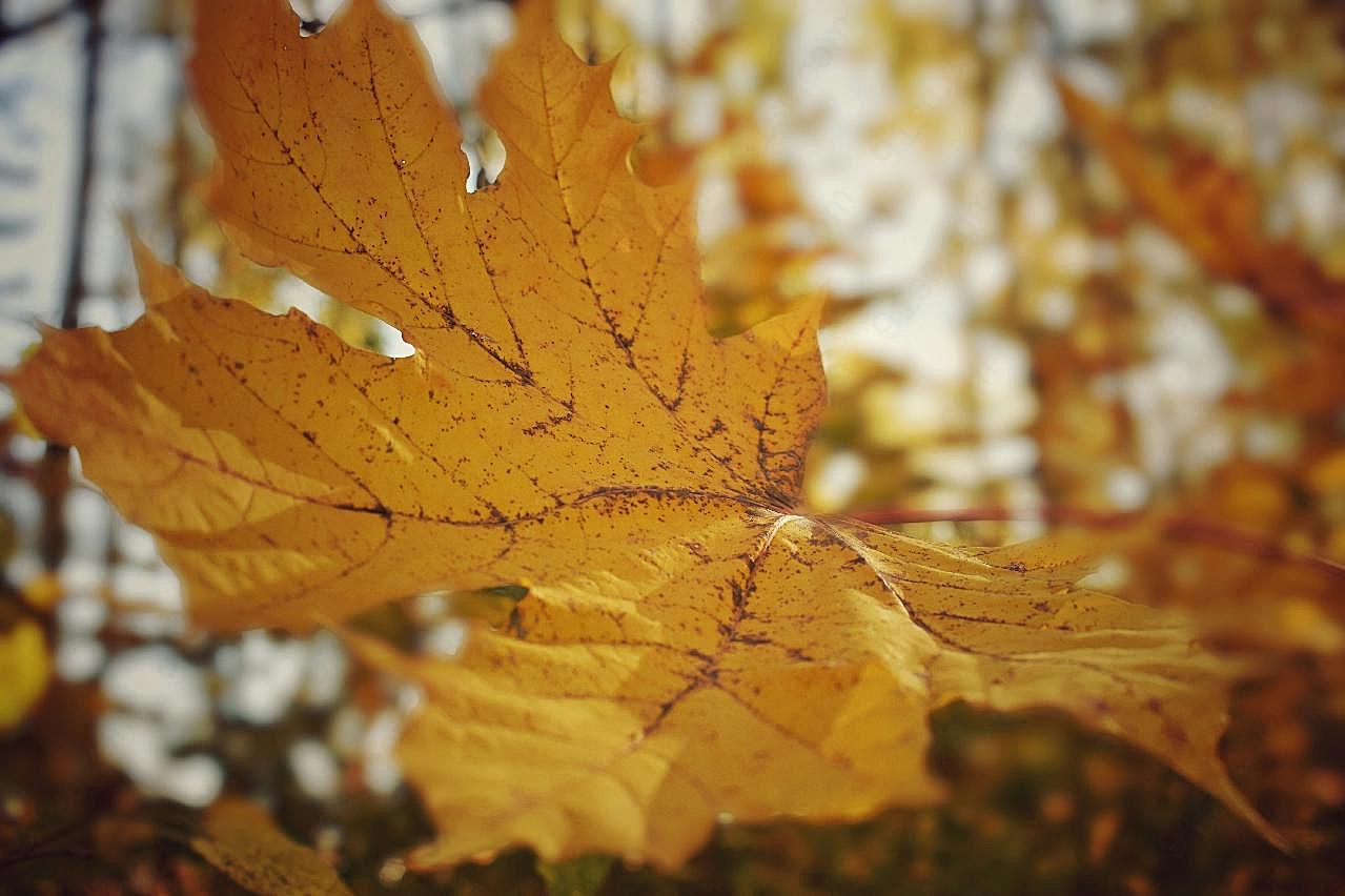 秋季黄叶摄影图片树叶