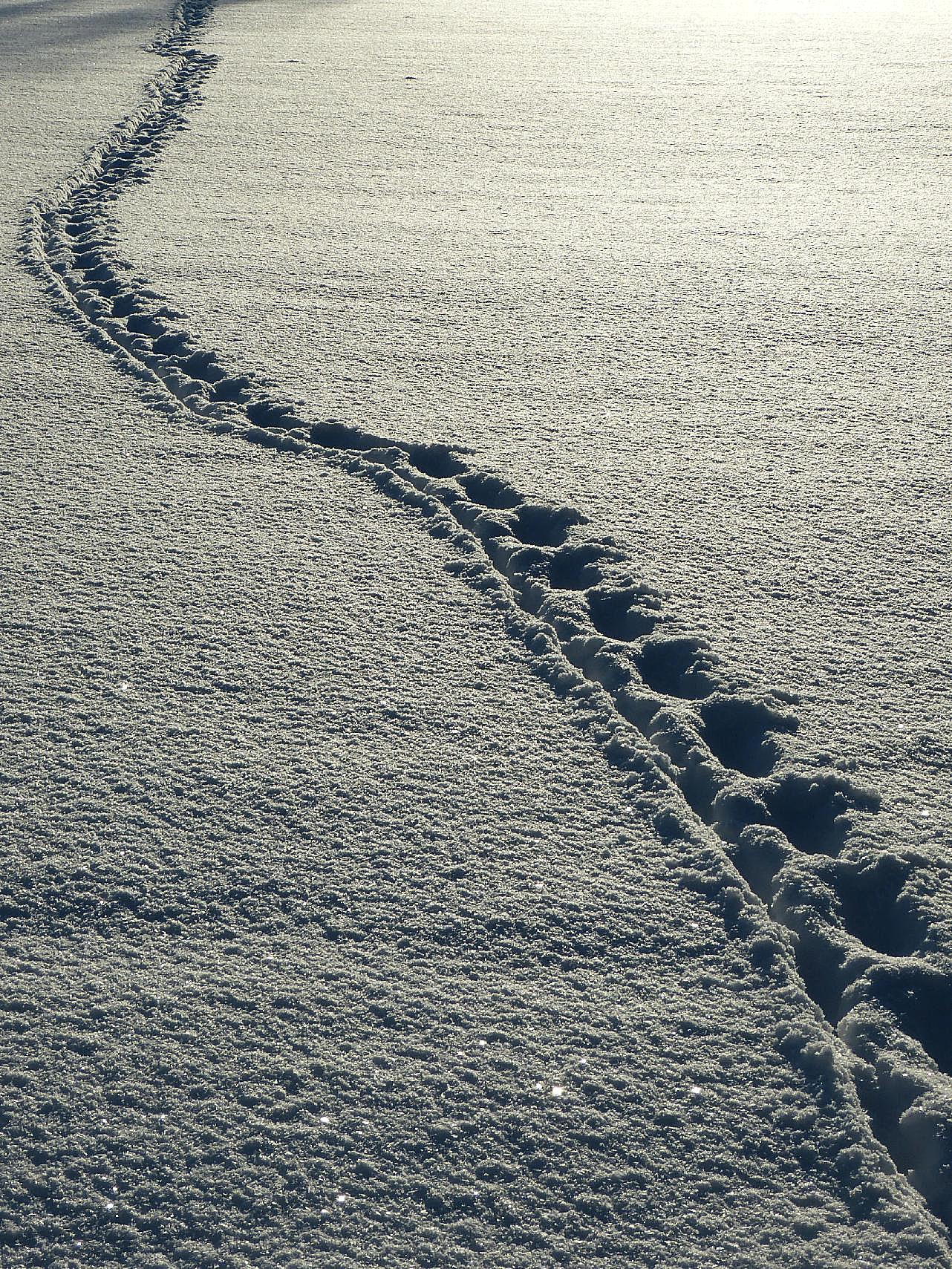 雪地脚印图片雪景