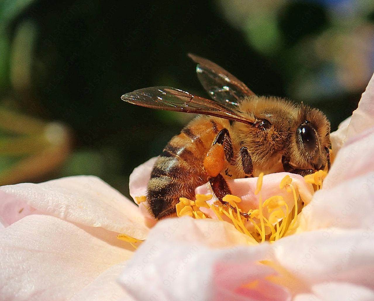 蜜蜂采花蜜近景图片昆虫