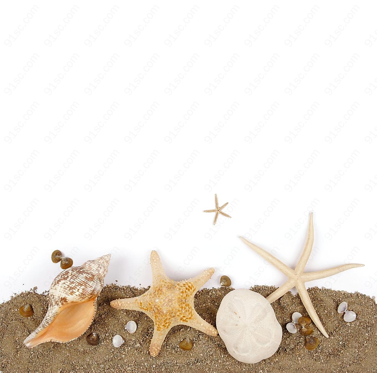 沙滩贝壳水中生物