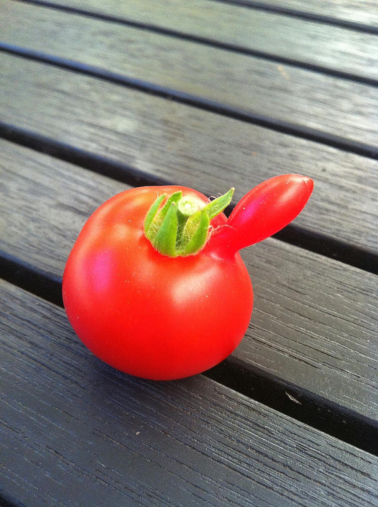 另类西红柿图片生物