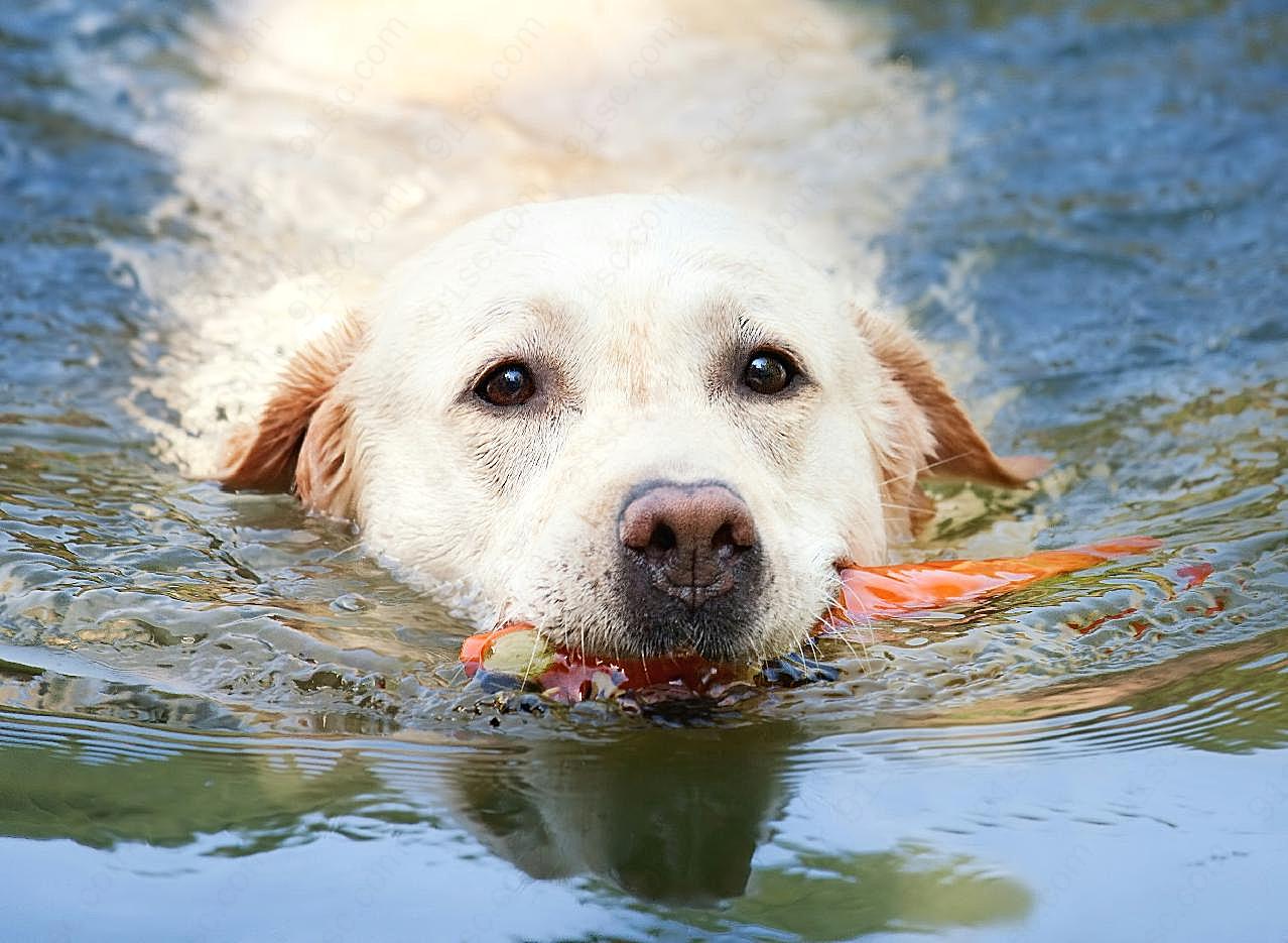 拉布拉多犬游泳图片摄影高清