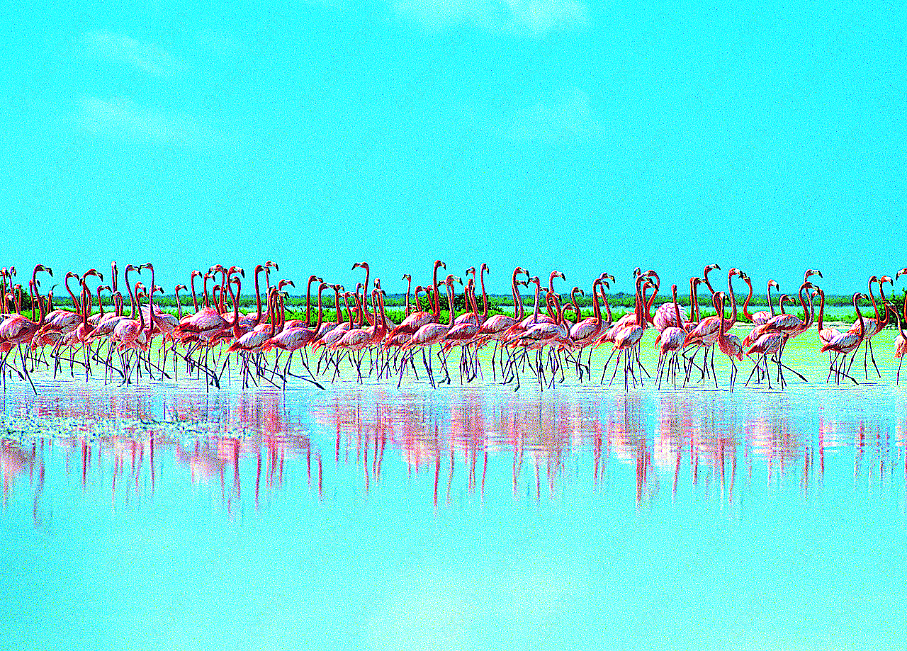蓝天湿地火烈鸟群图片飞禽世界
