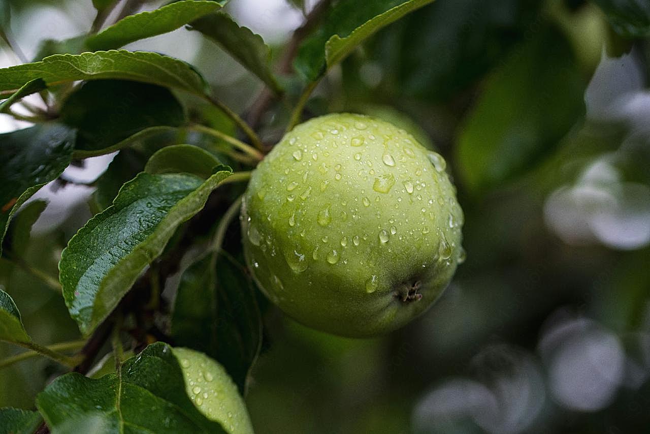 雨后苹果图片水果