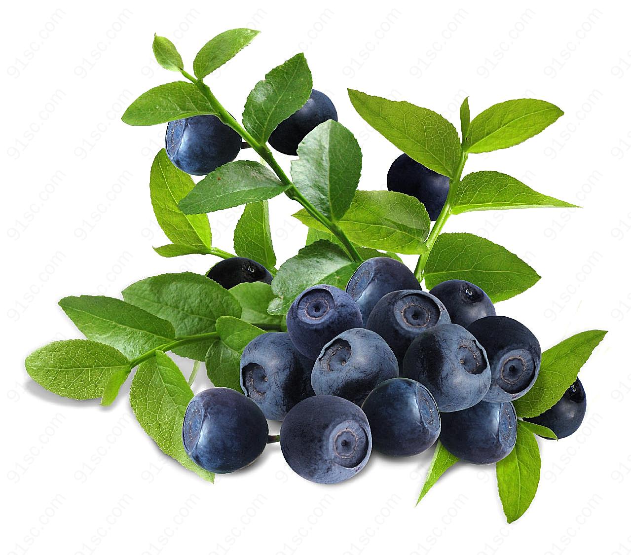 高丛蓝莓图片水果