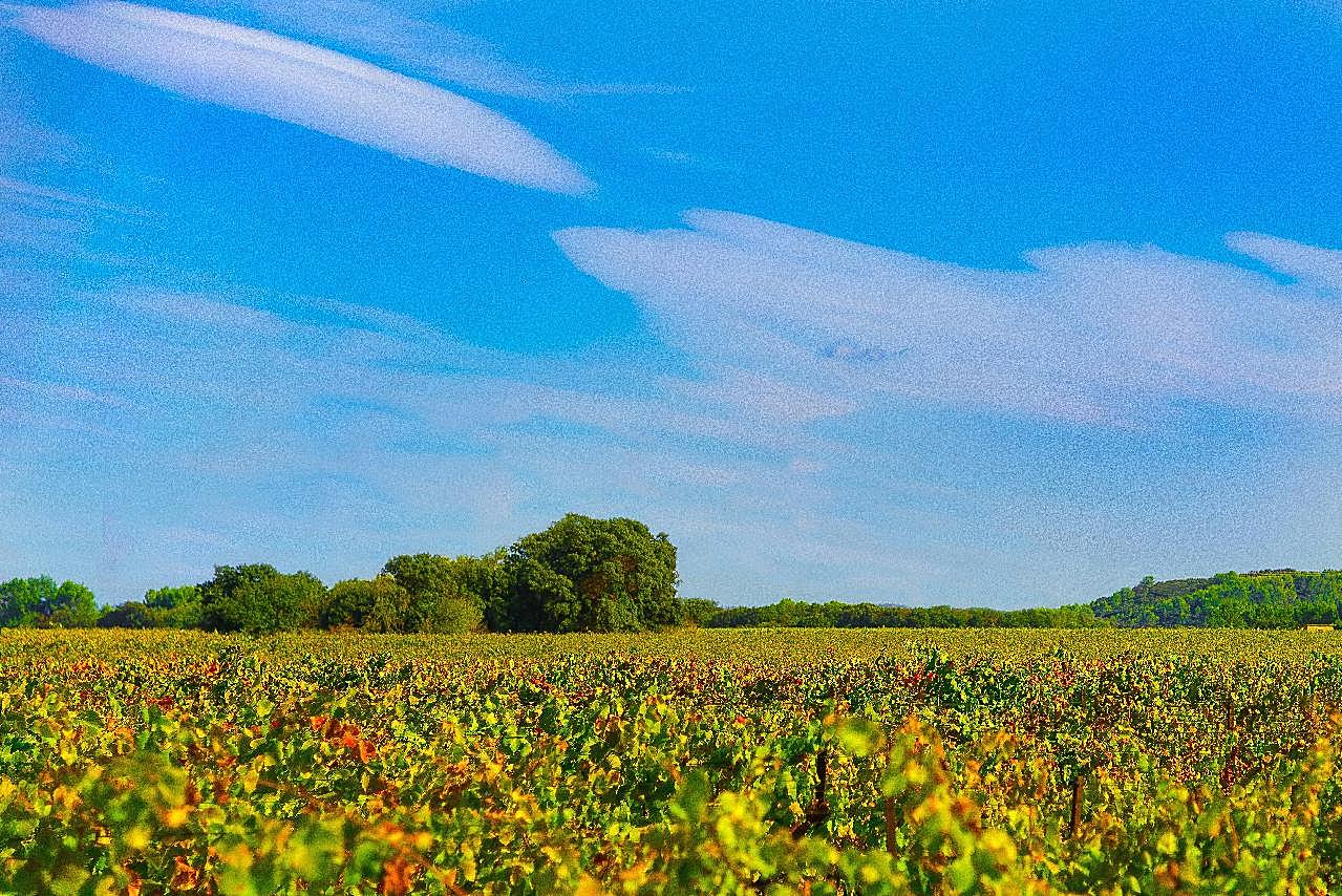 蓝天下葡萄园风景图片自然风景