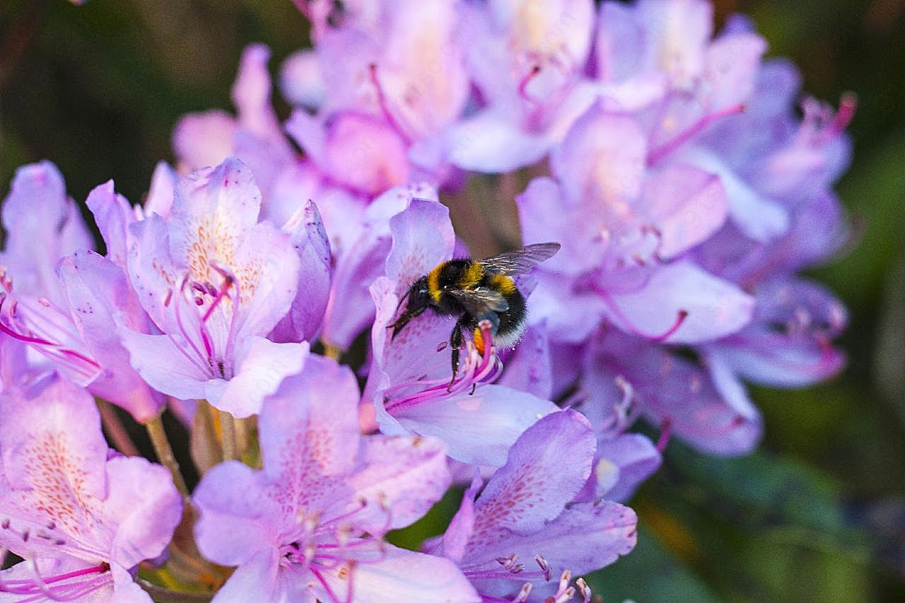 蜜蜂采花粉图片高清