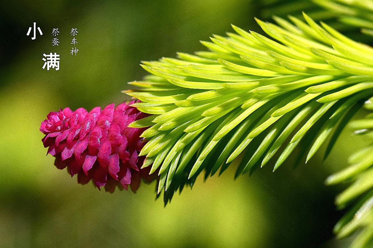 小满节气习俗图片高清