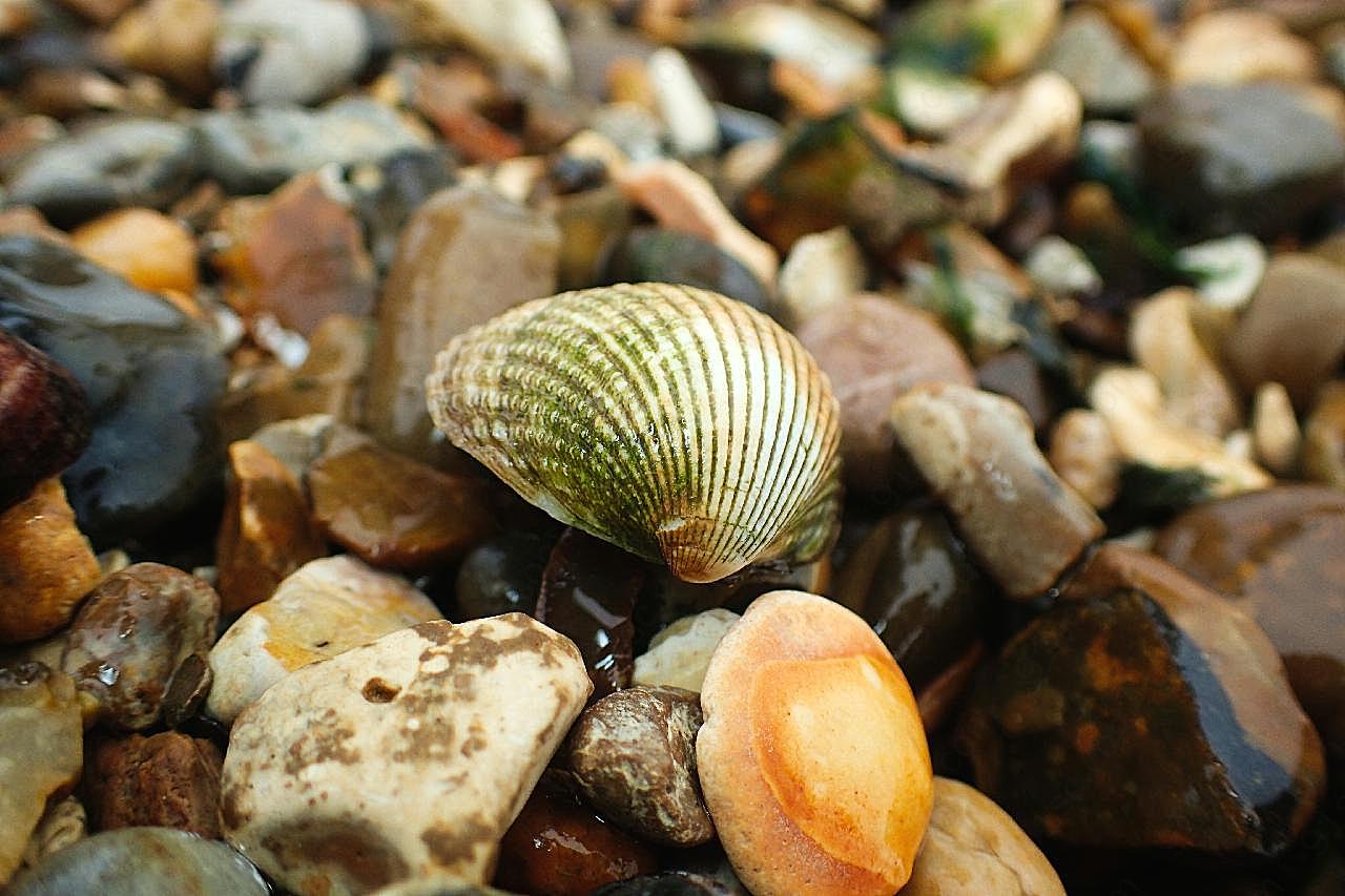 海滩石子贝壳图片高清